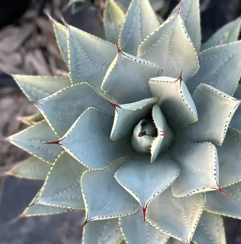 Agave pygmaea Dragon Toes succulent with blue-green, spiked leaves and red tips