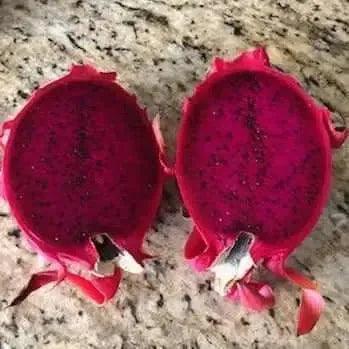 Red Dragon Fruit Plant: A Tropical Delicacy - Bonte Farm