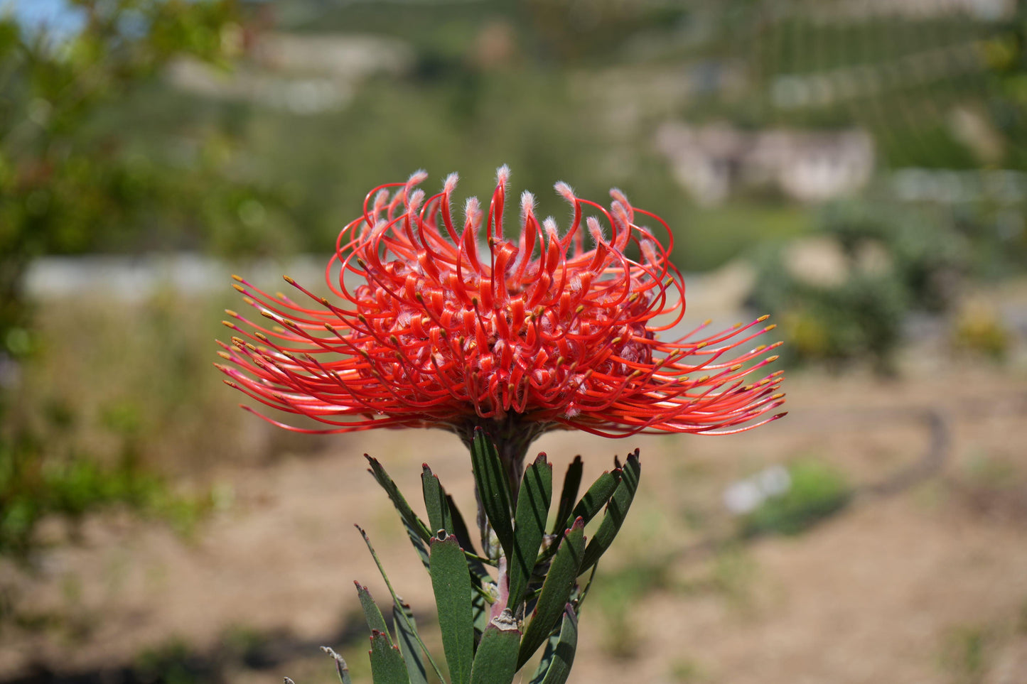 Leucospermum 'Blanche Ito': Unveiling the Pearlescent Pincushions of a Garden Gem - Bonte Farm