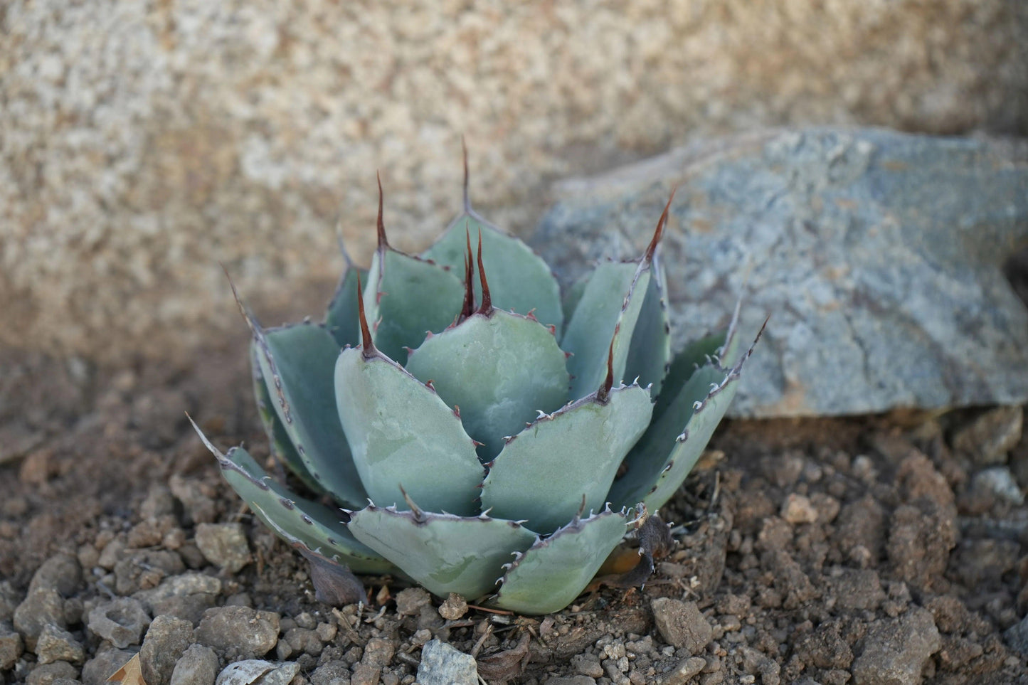 Agave parryi var. truncata: Elegant Silvery Succulents - Bonte Farm