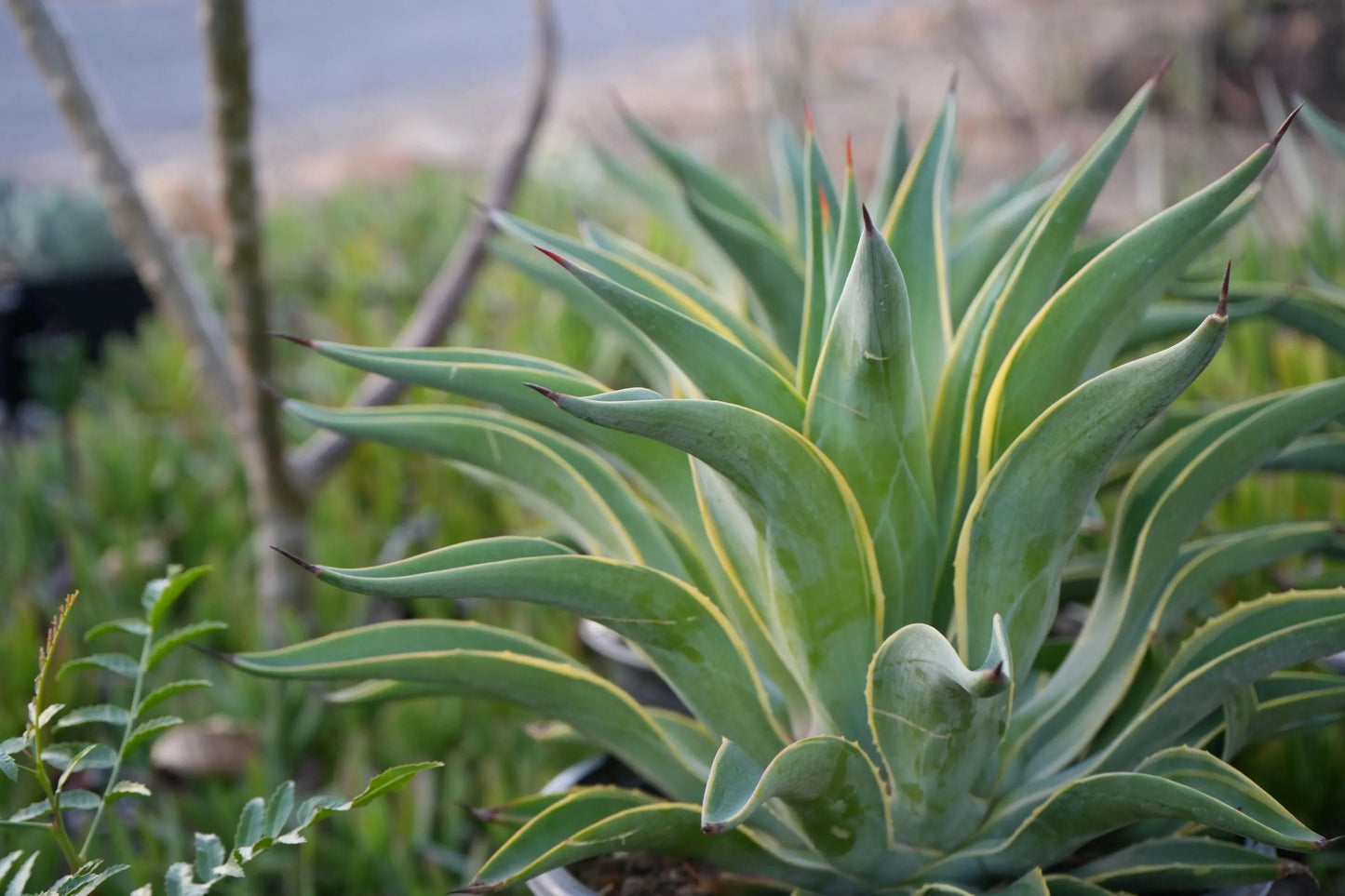 Agave desmettiana succulent with pointed green leaves and yellow edges in a garden setting