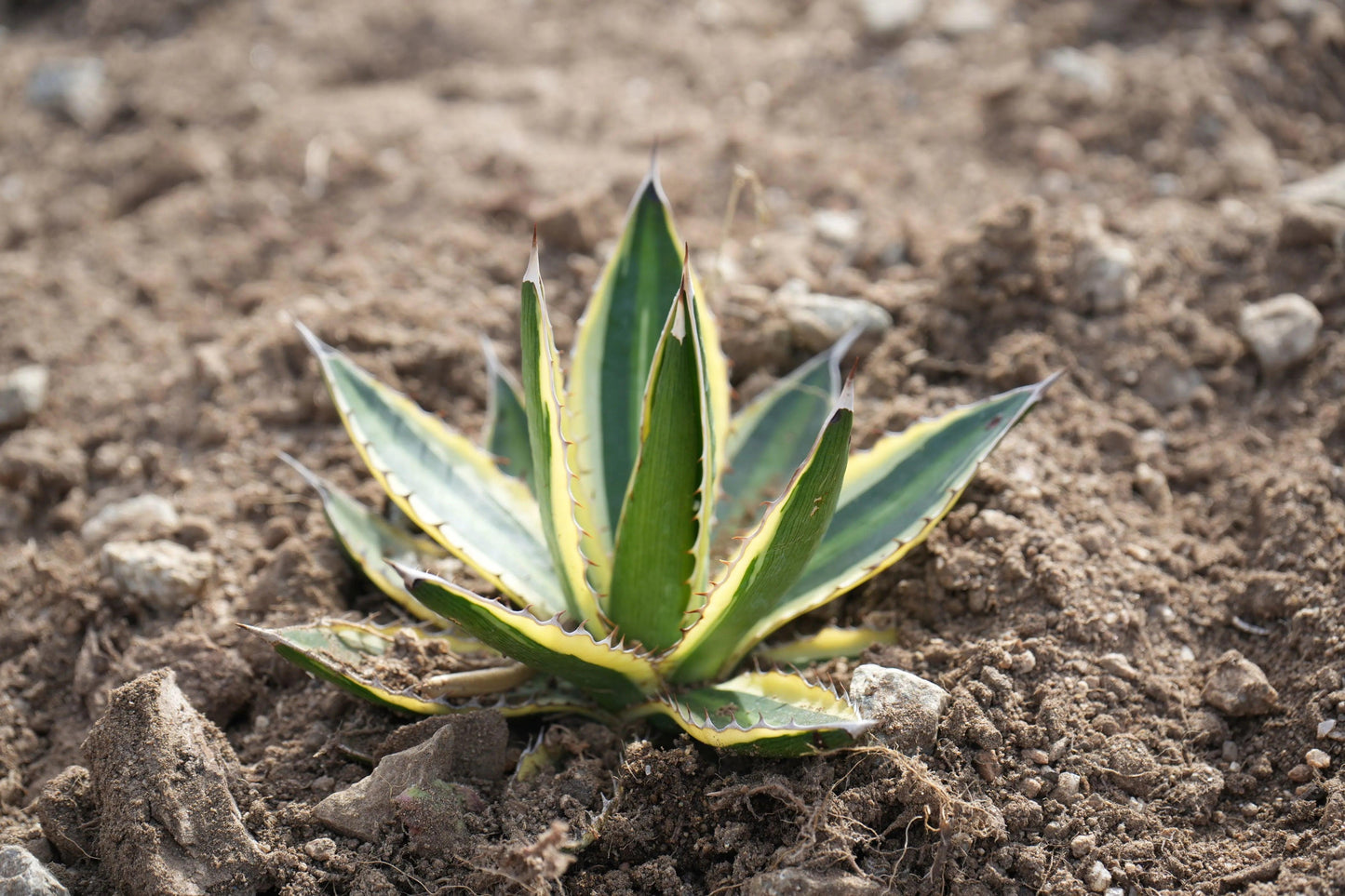 Agave lophantha 'Quadricolor': Marvelous Multicolor Succulent - Bonte Farm