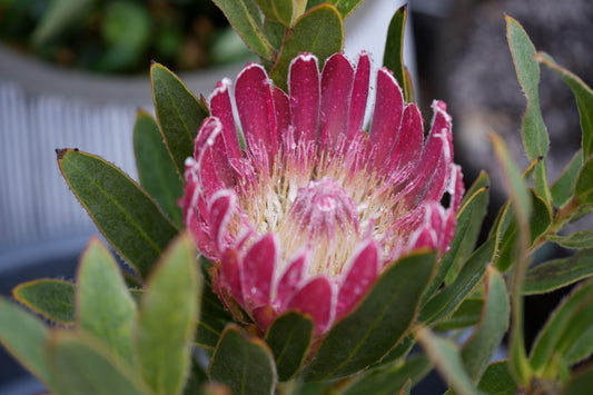 Close-up of pink Protea Brenda flower with green leaves, exotic plant variety