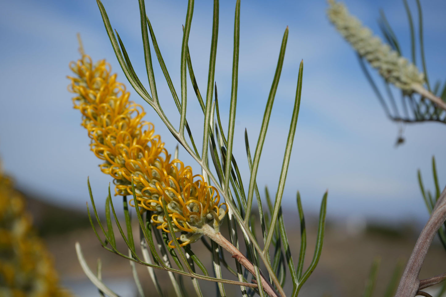 Grevillea 'Sandra Gordon': Showy Large Yellow Blooms - Bonte Farm