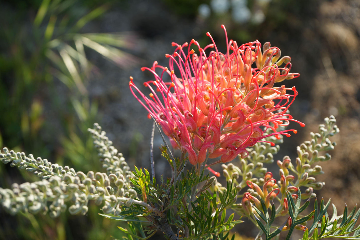 Grevillea ‘Ned Kelly’: A Striking Australian Native Bursting with Red Flowers