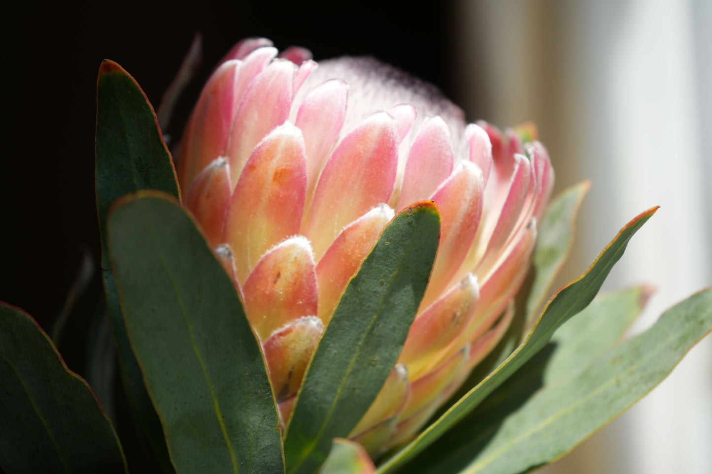 Protea 'Susara': Compact, Heavy-Bloomiing Cherry-Pink Protea Shrub