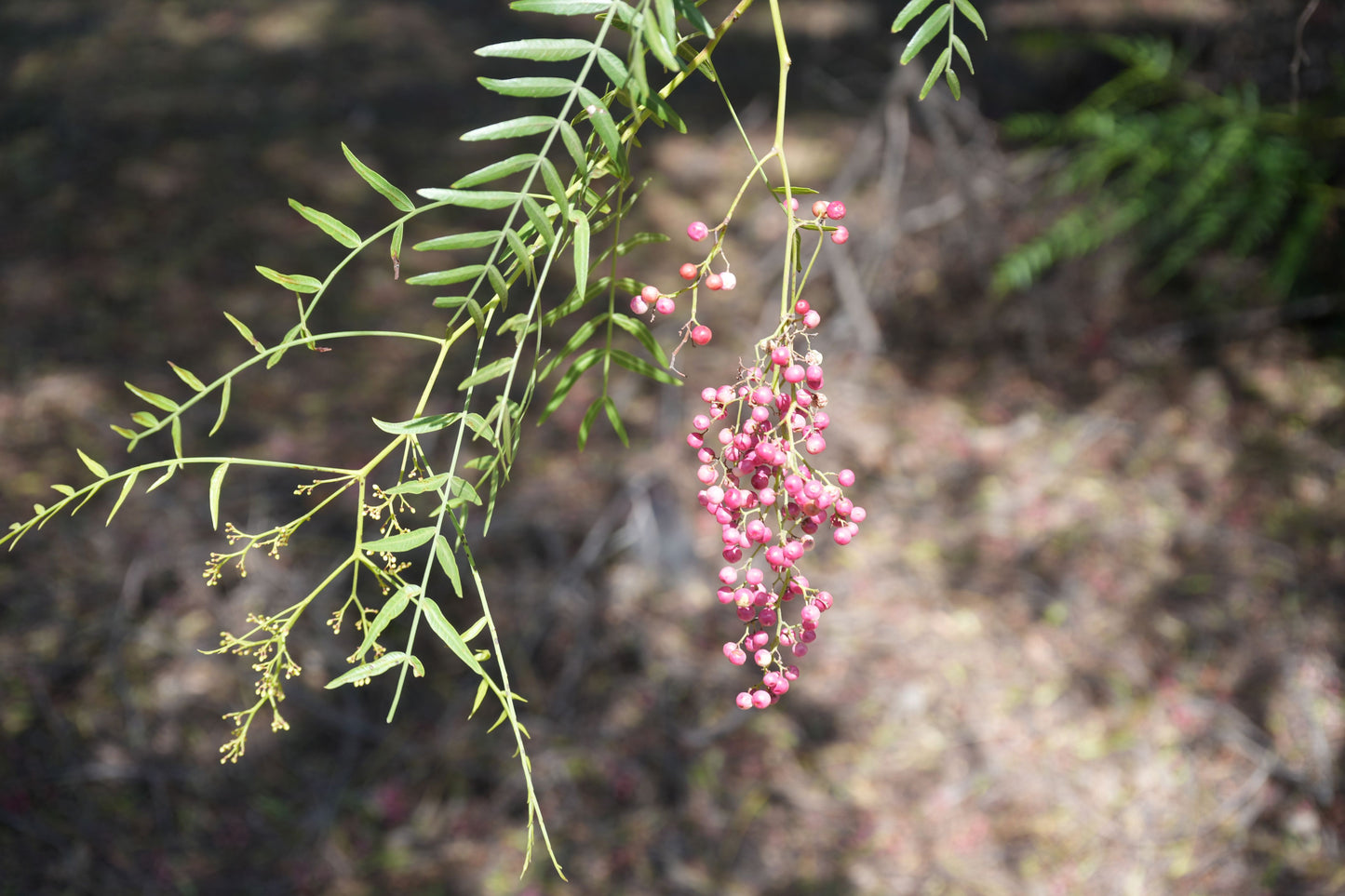Schinus molle (Peruvian Pepper Tree): A Drought-Tolerant Shade Provider