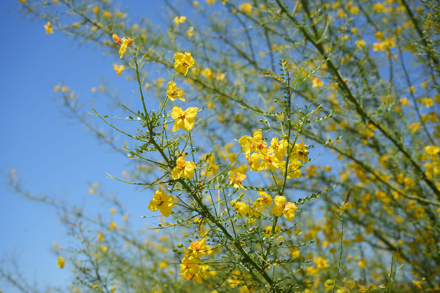 Blue Palo Verde: Desert Gold Thornless Palo Verde – Fast-Growing, Drought-Proof Shade