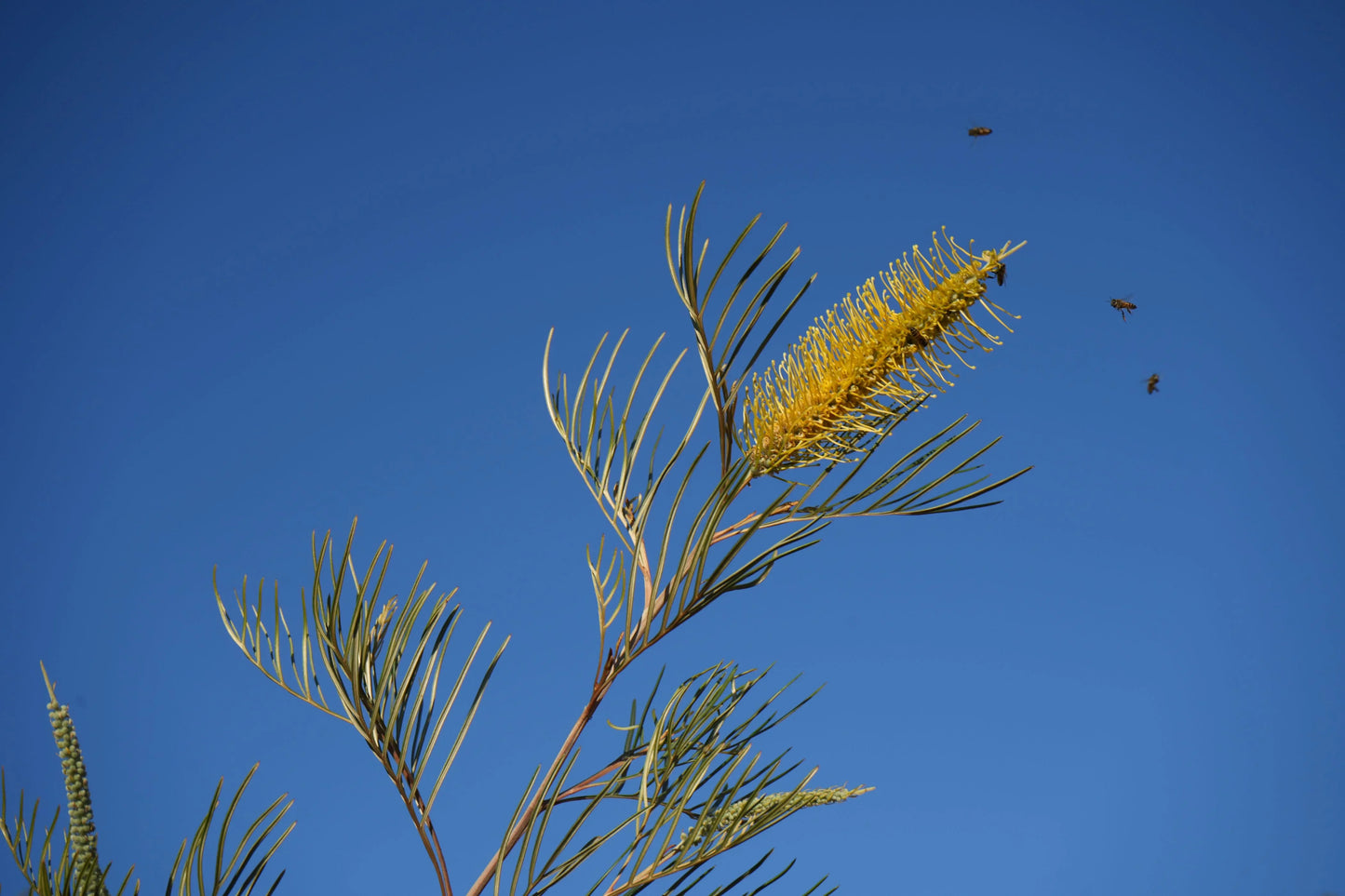 Grevillea Sandra Gordon yellow flower bloom and bees against a clear blue sky