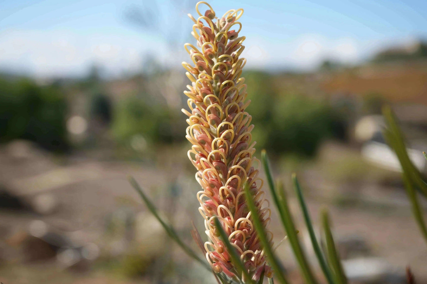 Grevillea 'Kay William': A Vibrant Red Yellow Booms - Bonte Farm