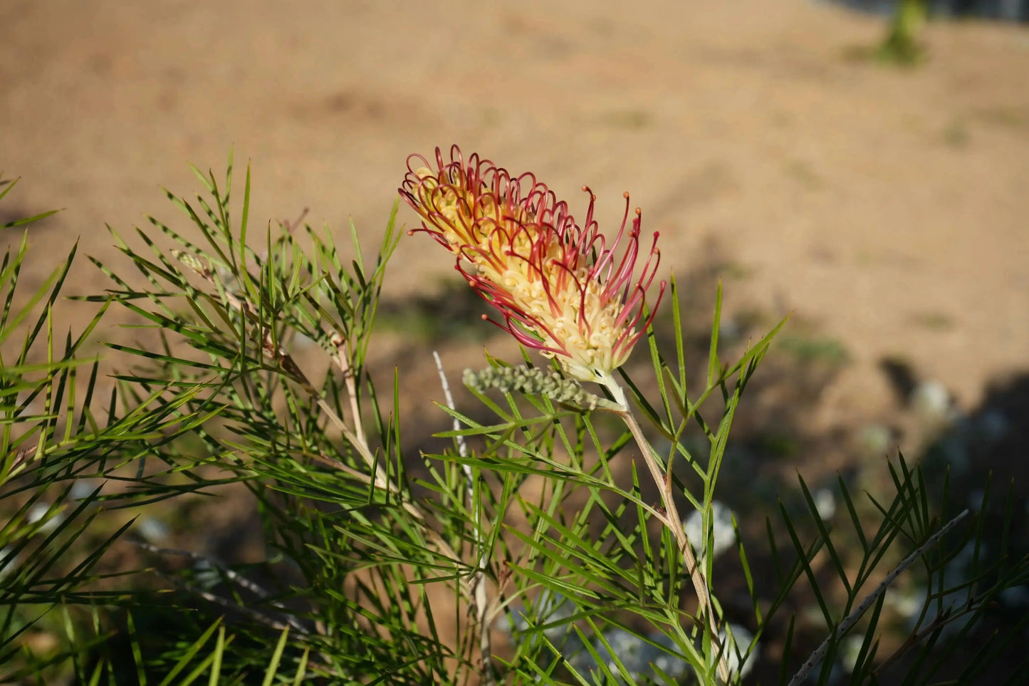 Grevillea Kings Rainbow plant with spiky green leaves and vibrant red-yellow flower outdoors