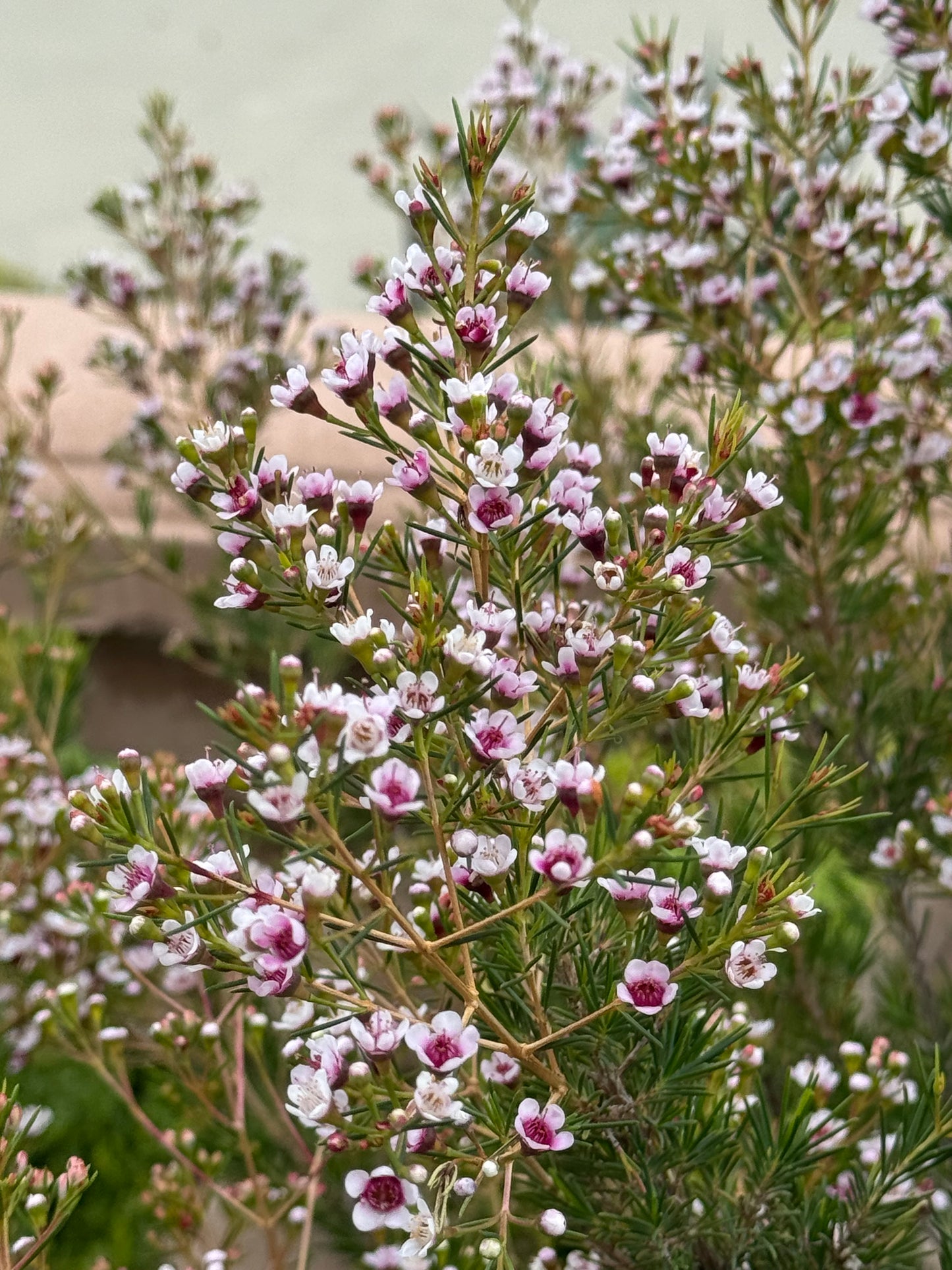 Waxflower Southern Stars plant with clusters of small pink and white blooms outdoors