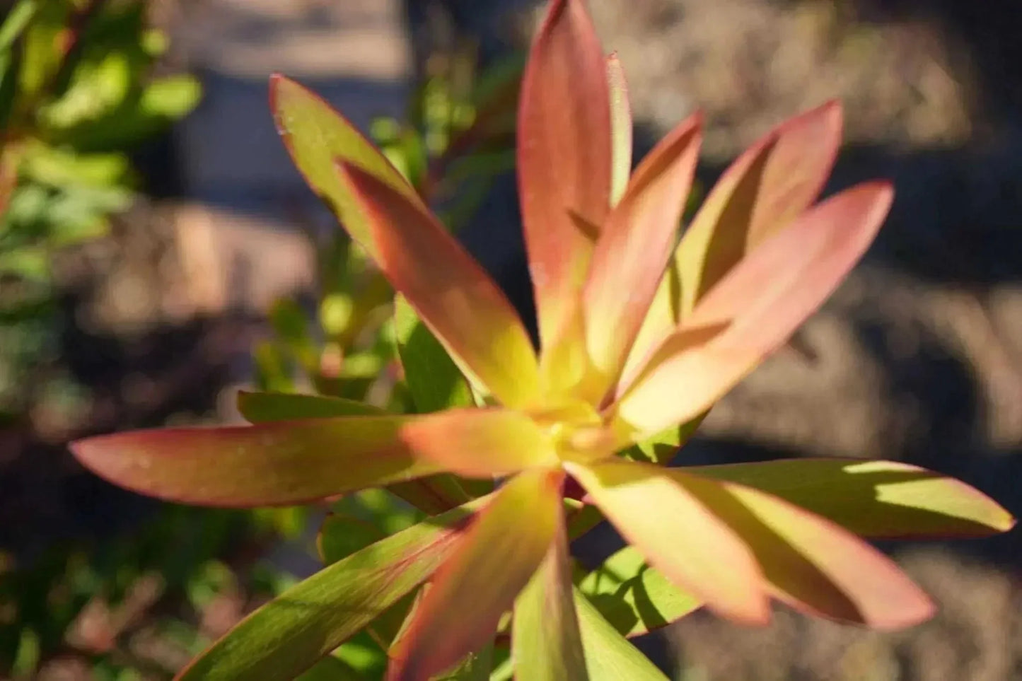 Leucadendron Wilson Wonder shrub with vibrant red and yellow foliage in sunlight