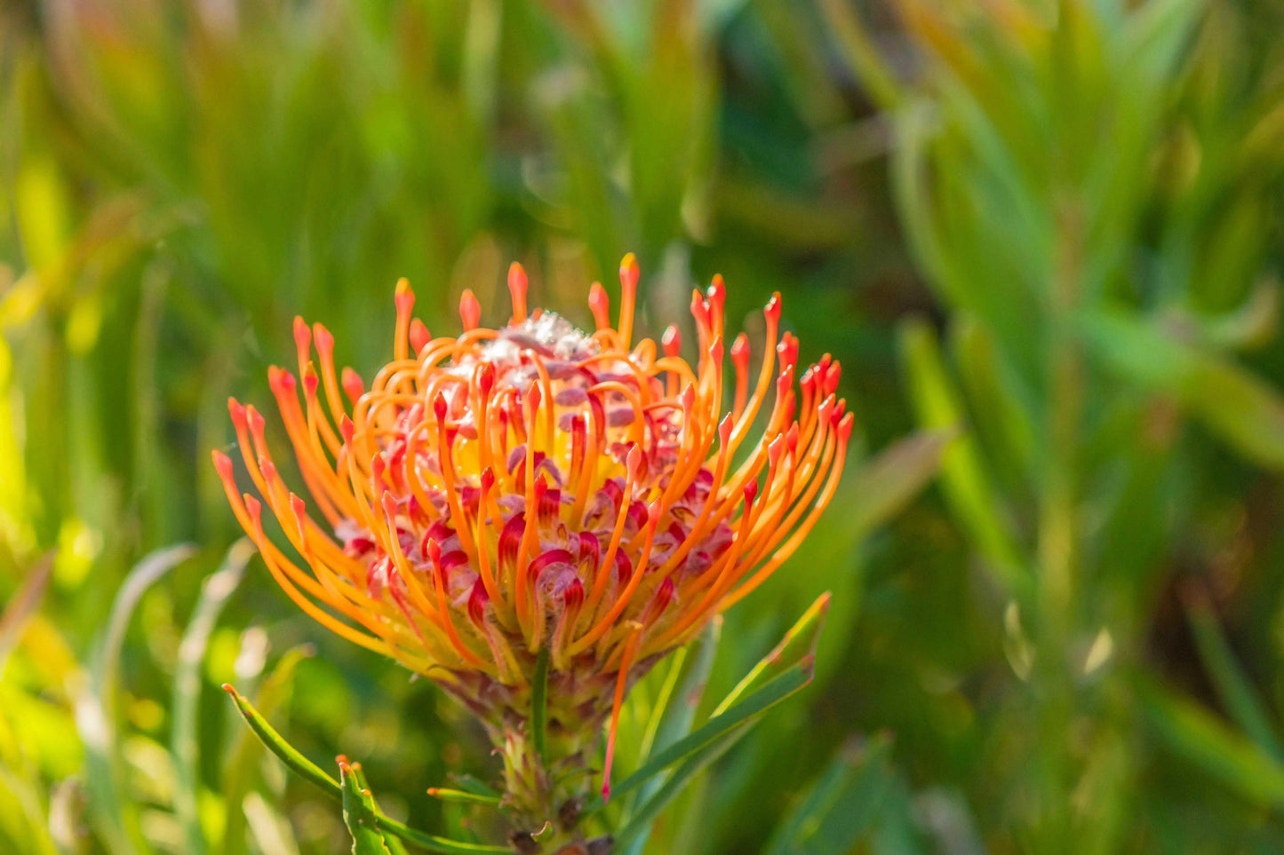 Leucospermum Sunrise plant with orange pincushion flower in sunlight, green foliage background