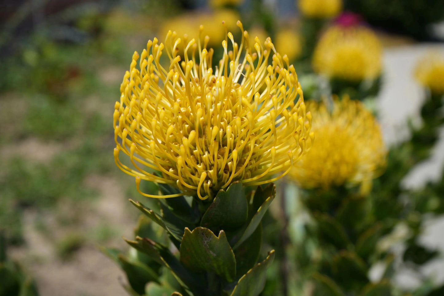 Leucospermum 'High Gold': Lemon Pincushion Blooms - Bonte Farm