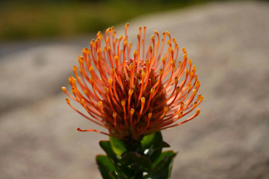 Leucospermum patersonii 'Brothers': Orange Red fiery Floral Display - Bonte Farm