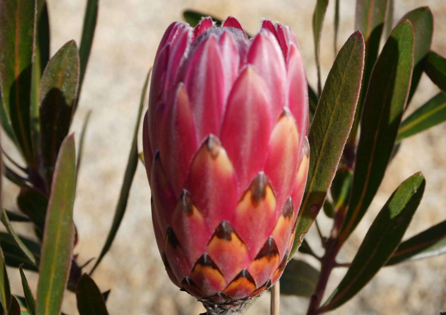 Protea 'Claire': Cultivate the Exotic Protea Plants in Your Garden - Bonte Farm