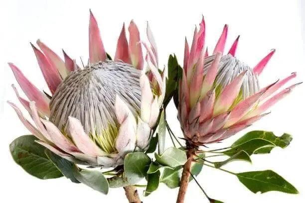 Pink King Protea flowers with green leaves, large spiky petals and white centers