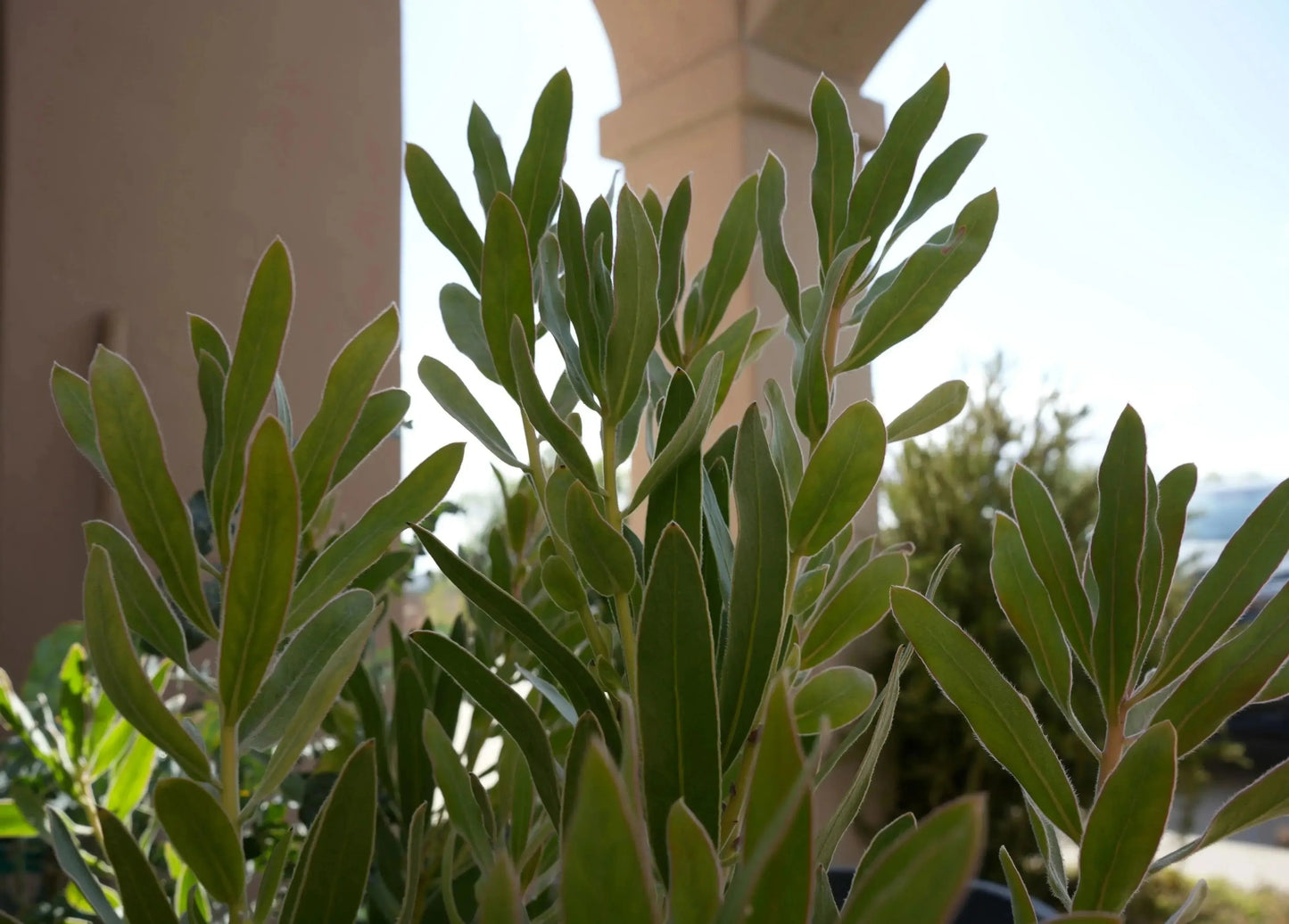Protea plant Brenda variety with long green leaves in outdoor garden setting