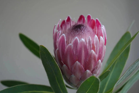 Pink Ice protea flower with vibrant pink petals and green leaves, close-up