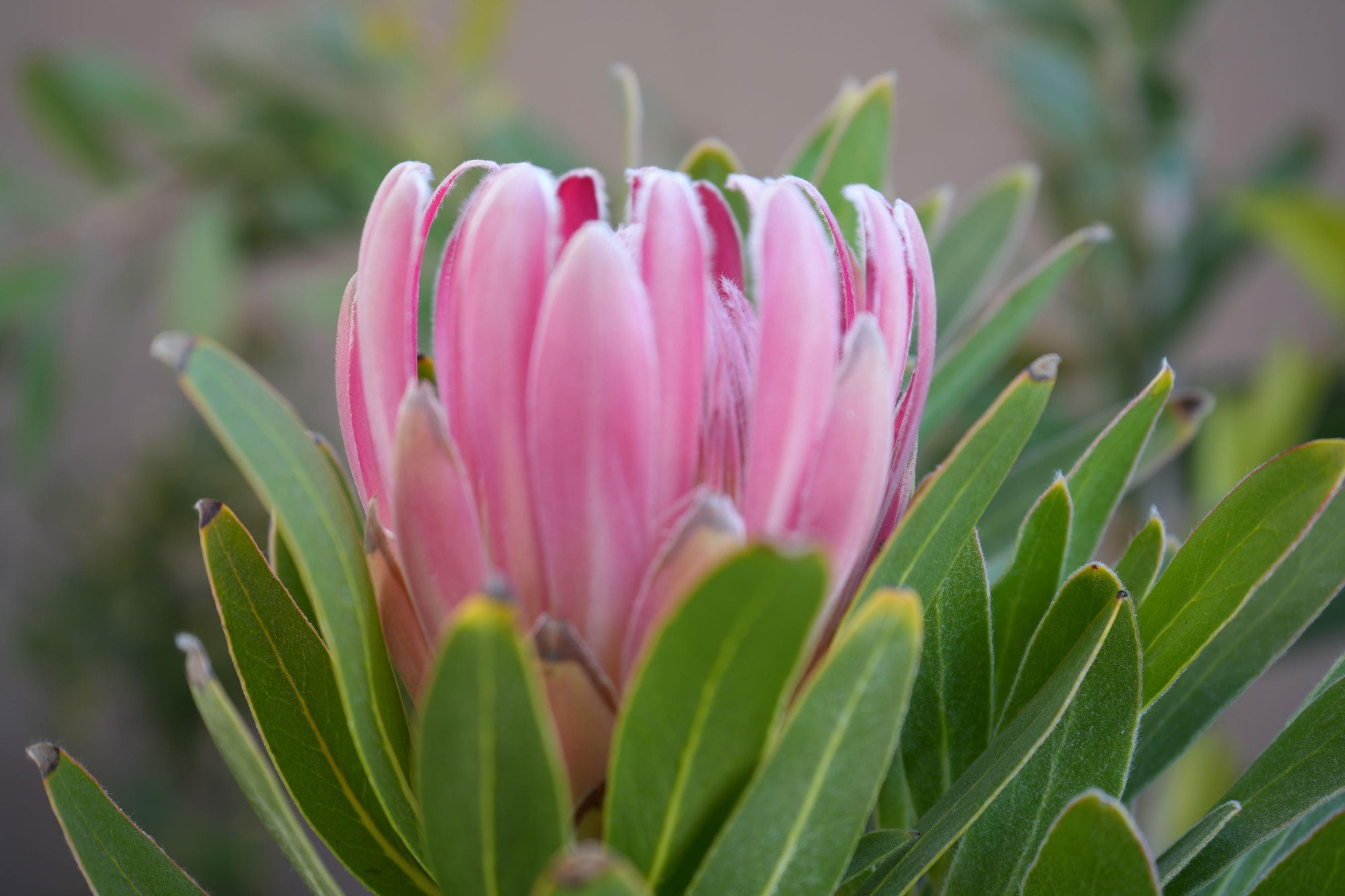 Close-up of a pink protea flower with green leaves, exotic plant, natural light