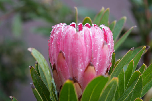 Hello Trish Protea! - Bonte Farm