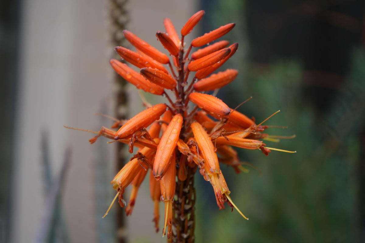 Close-up of vibrant orange aloe flower cluster with raindrops, exotic plant photography