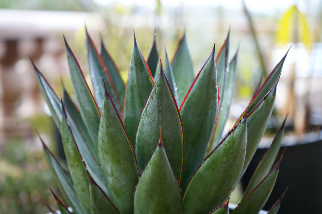 Close-up of Agave Blue Glow succulent with spiky green leaves edged in red, outdoors