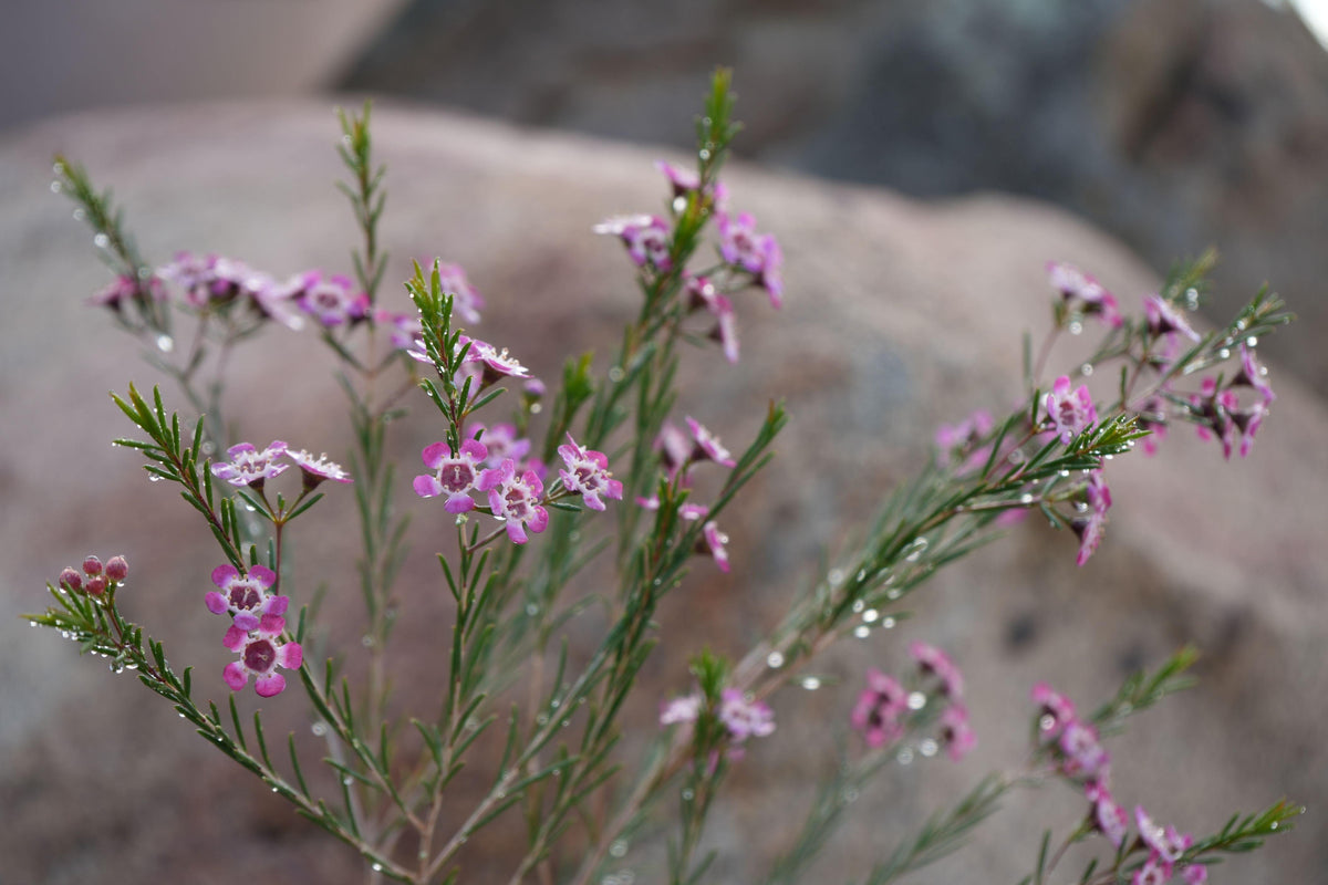 Pink waxflower blossoms with green foliage and water droplets, set against a natural rock background