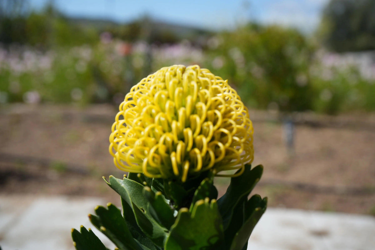 Leucospermum High Gold yellow pincushion protea blooming outdoors