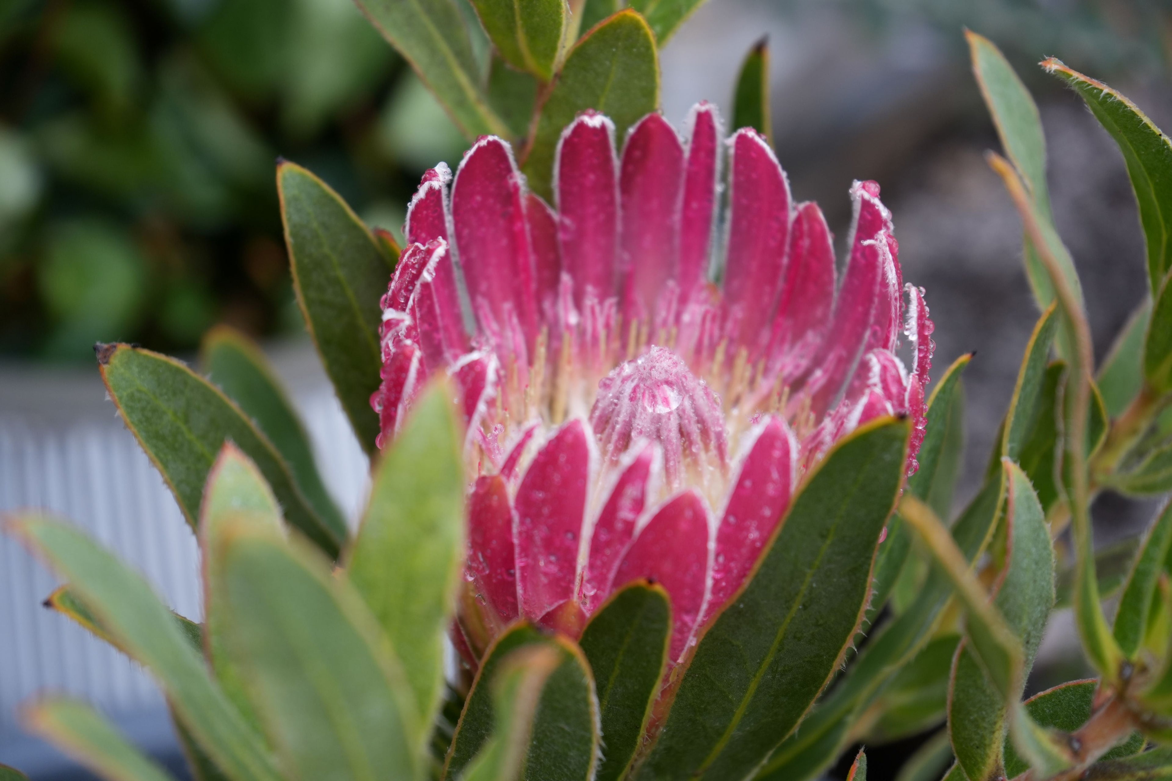 Close-up of a pink protea flower with green leaves and water droplets outdoors