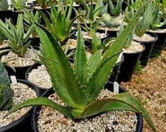 Aloe 'Moonglow': Salmon-yellow Flower Succulent - Bonte Farm