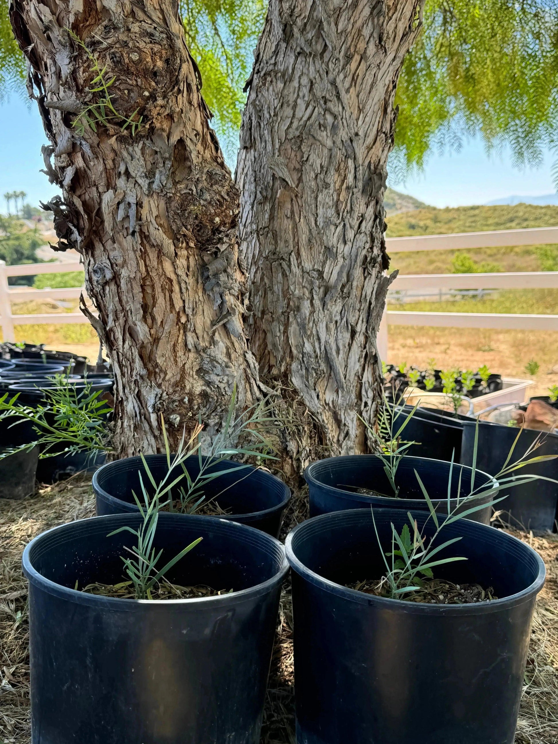 Acacia iteaphylla: A Graceful, Fragrant Native Protea - Bonte Farm