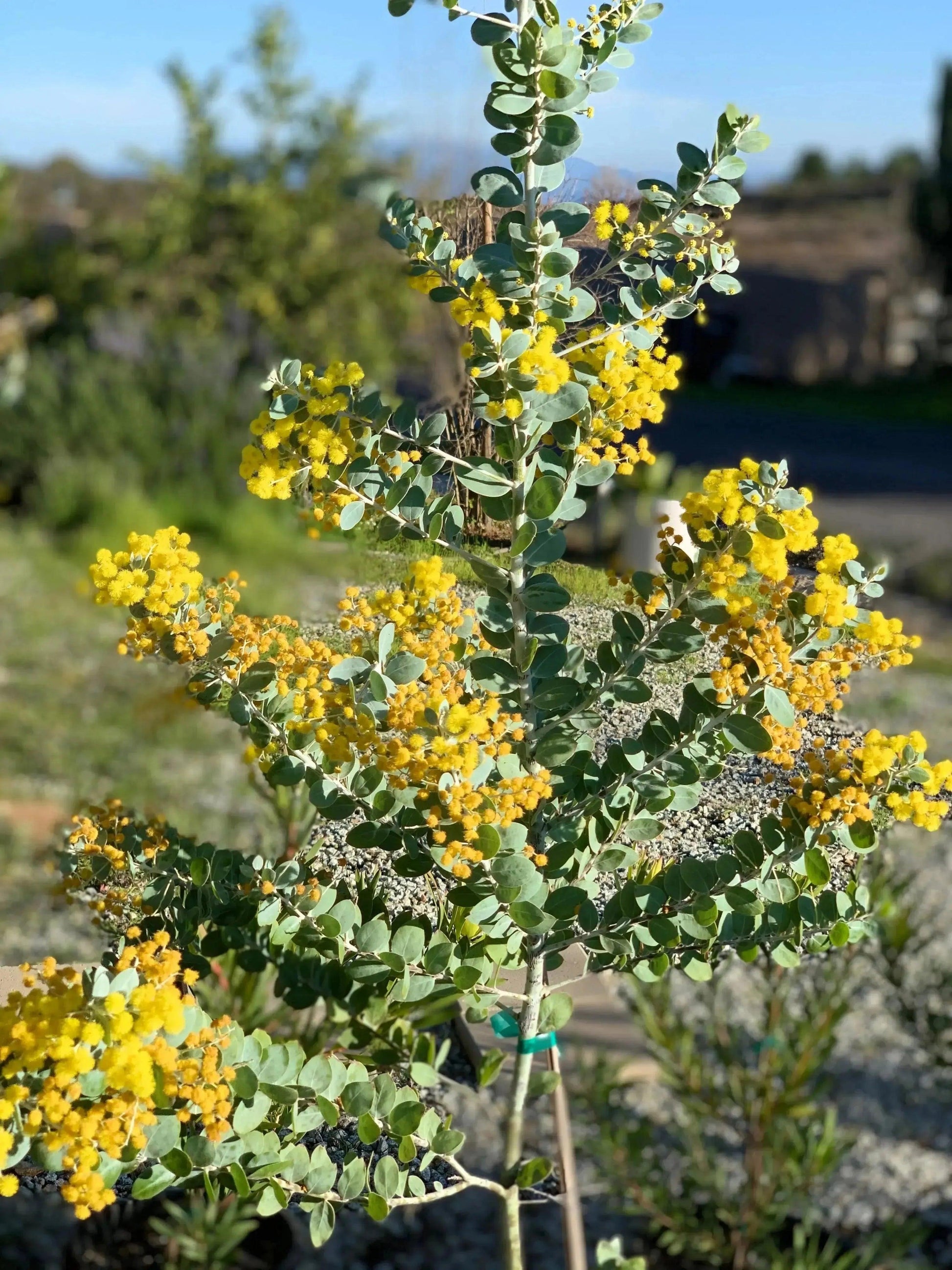 Acacia podalyriifolia: Pearl Acacia Magic, yellow pompom flowers - Bonte Farm