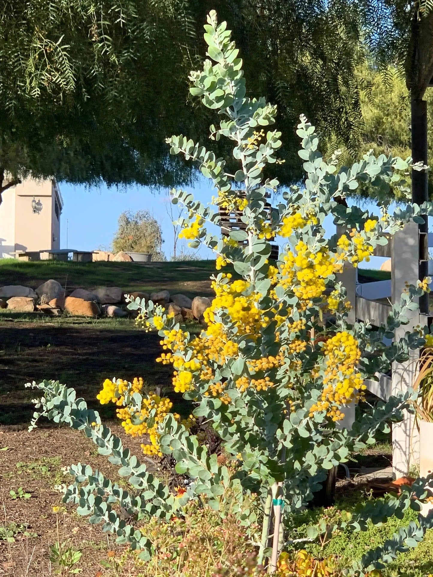 Acacia podalyriifolia: Pearl Acacia Magic, yellow pompom flowers - Bonte Farm