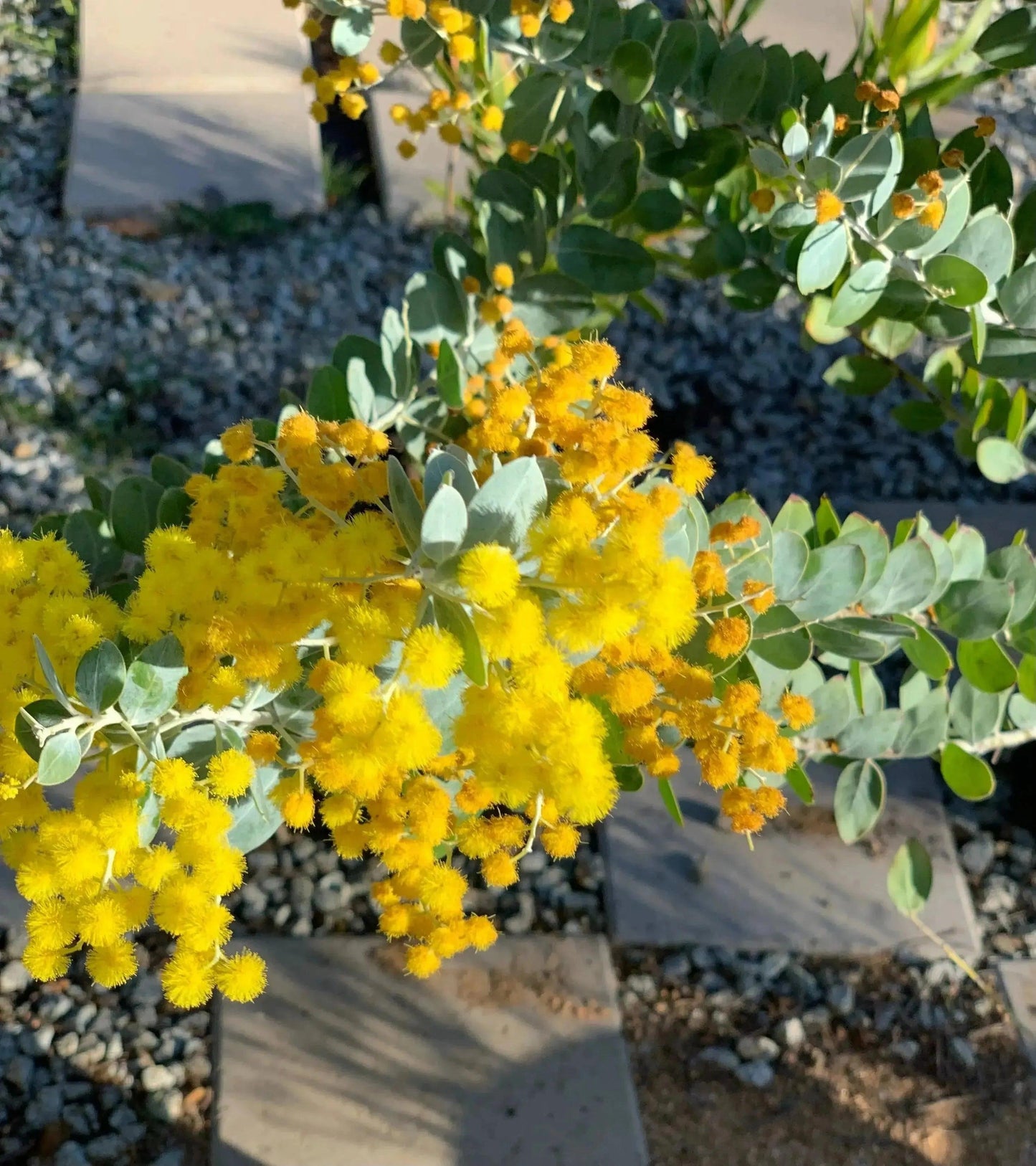 Acacia podalyriifolia: Pearl Acacia Magic, yellow pompom flowers - Bonte Farm