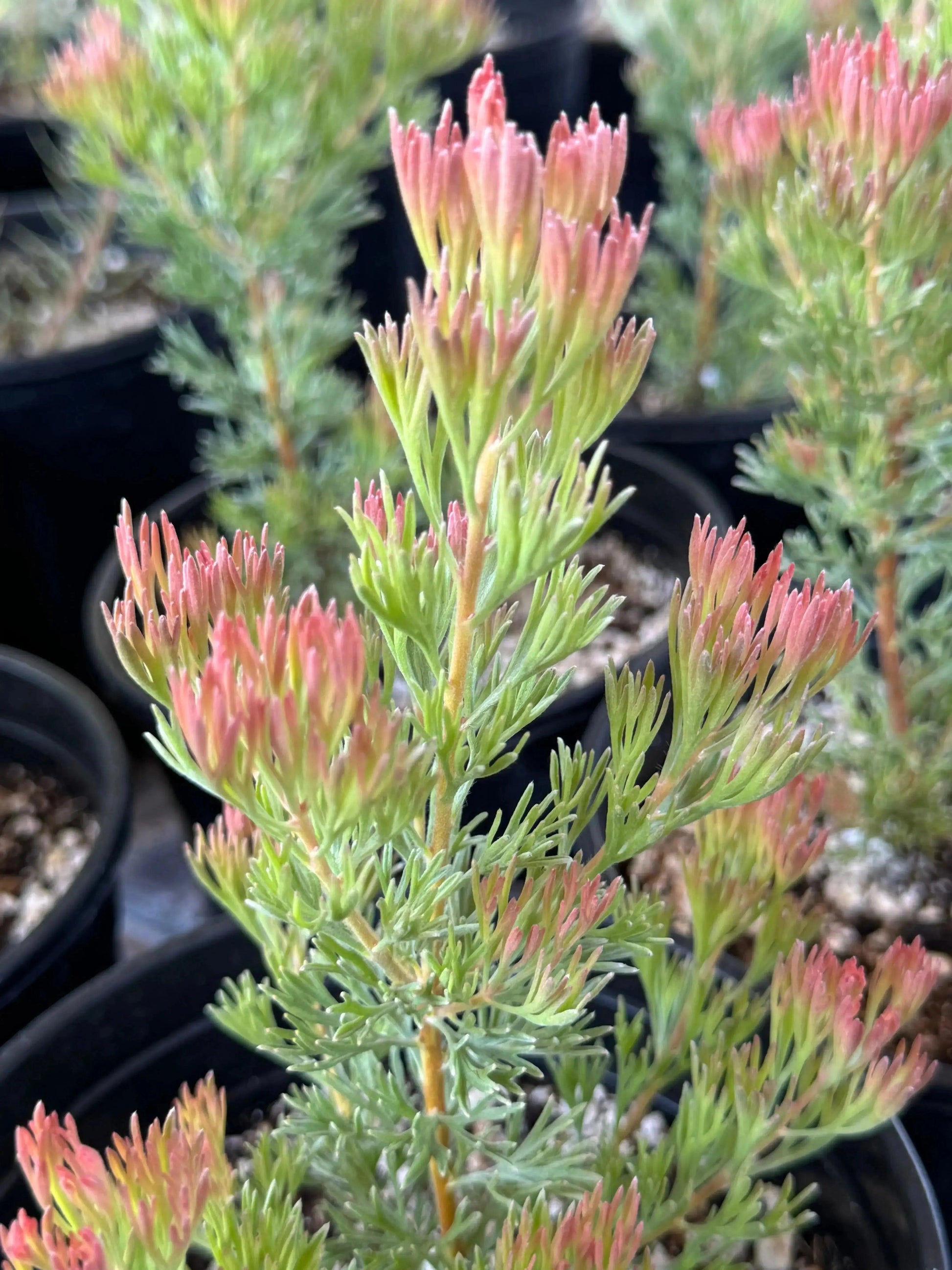 Adenanthos 'Silver Haze': Red Flowers, Feather-like Leaves - Bonte Farm