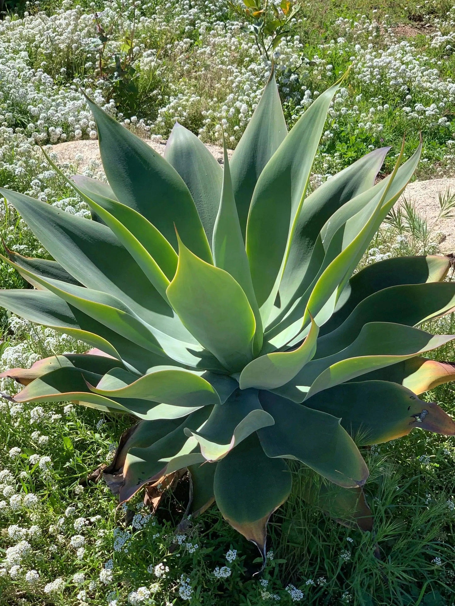 Agave Blue Flame: A Blazing Desert Beauty Succulent - Bonte Farm