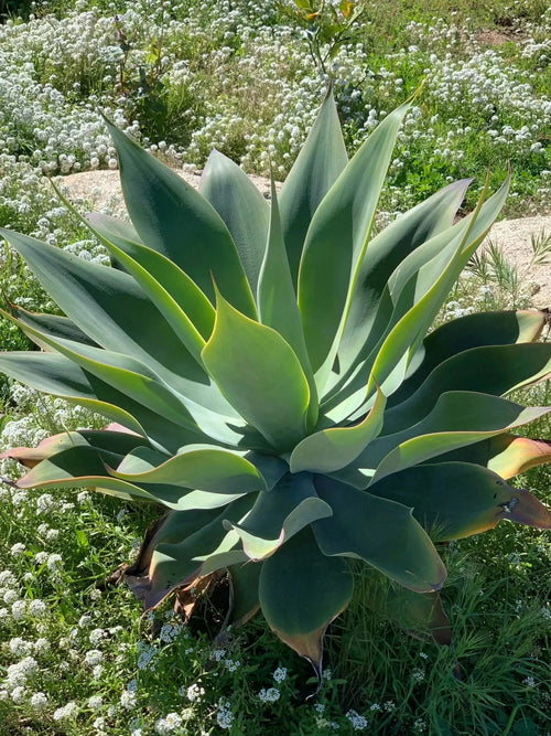 Agave Blue Flame succulent with blue-green leaves growing in a garden with white flowers
