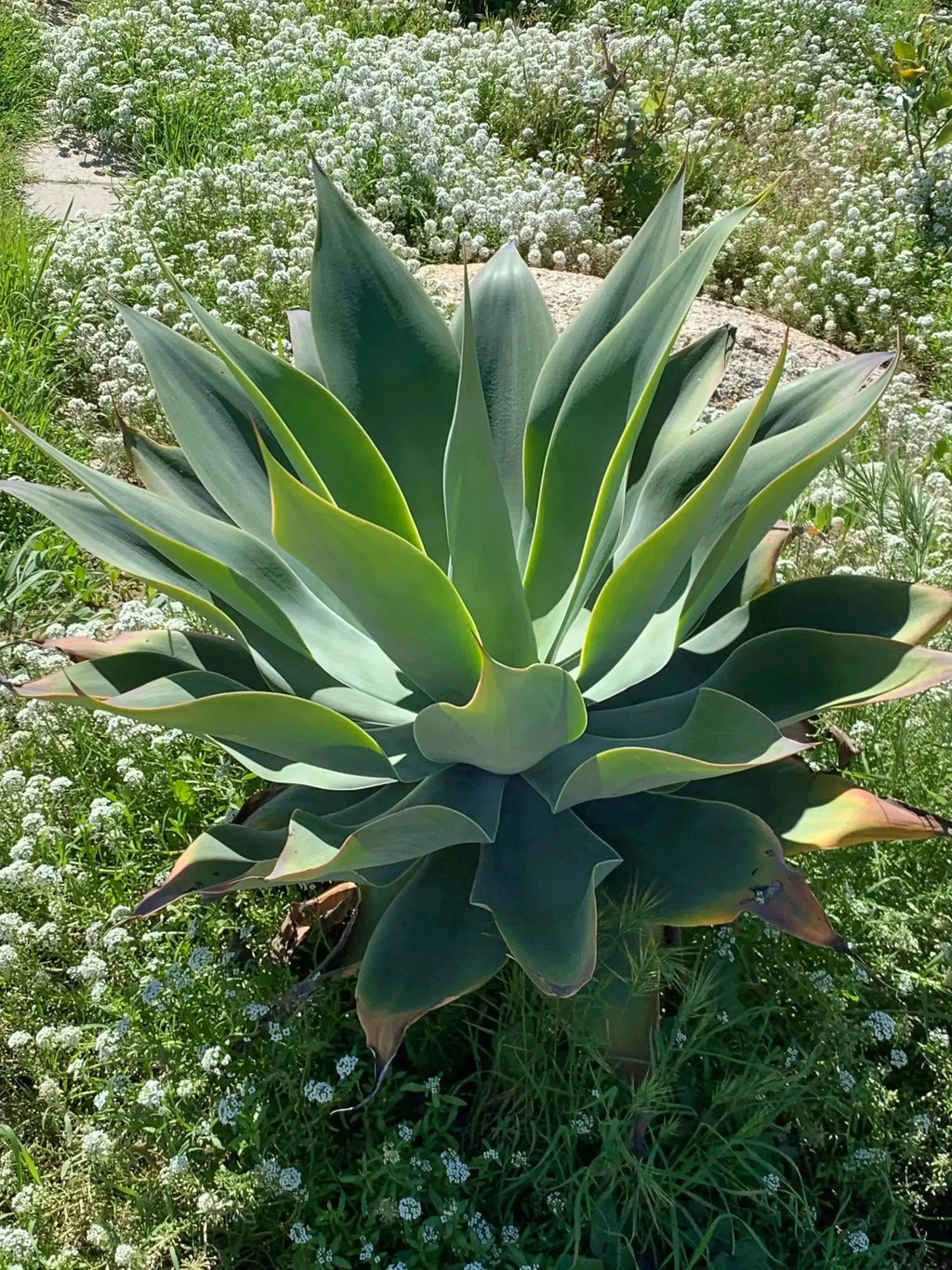 Agave Blue Flame succulent with blue-green leaves in a sunlit garden setting