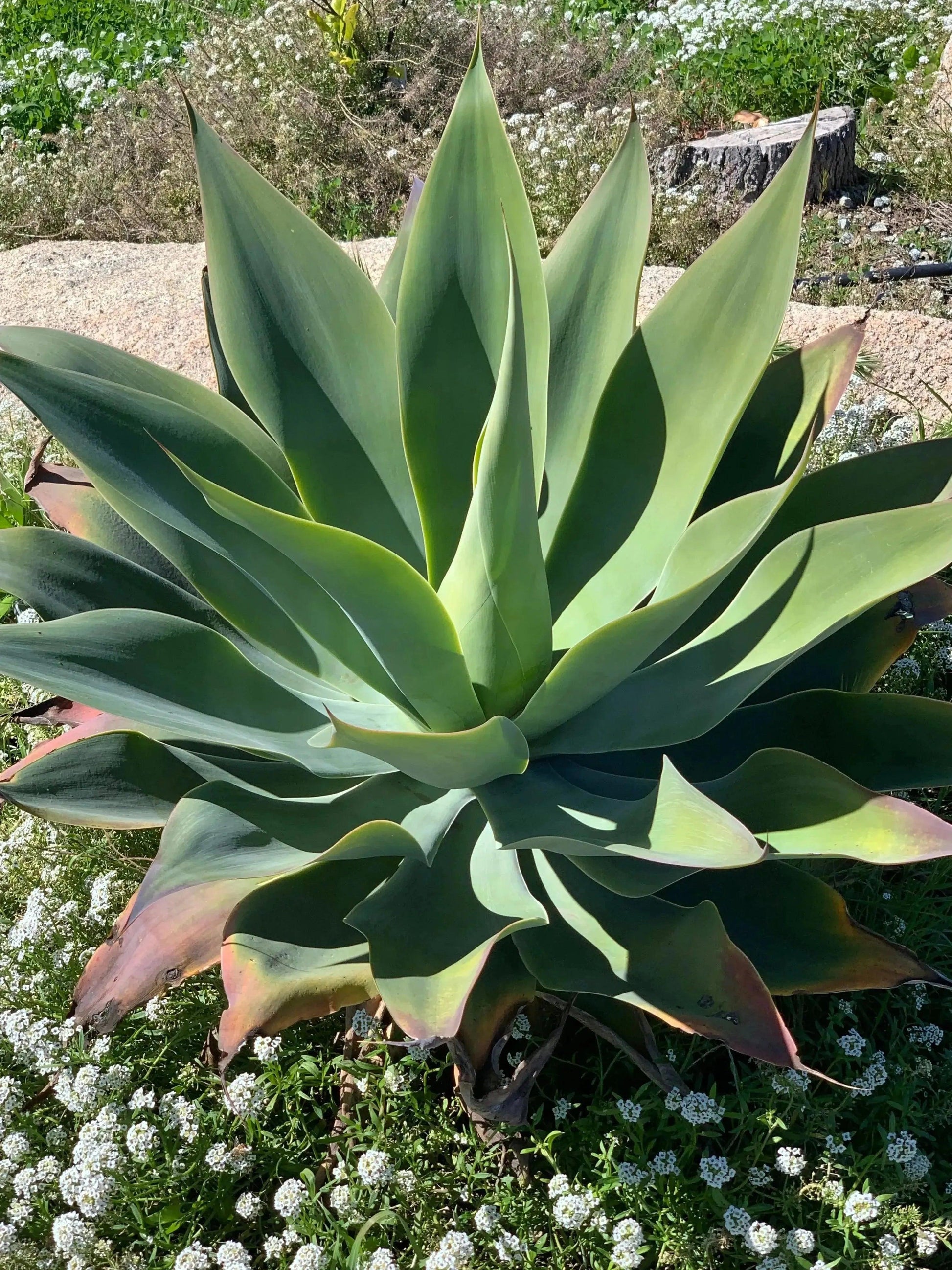 Agave Blue Flame: A Blazing Desert Beauty Succulent - Bonte Farm