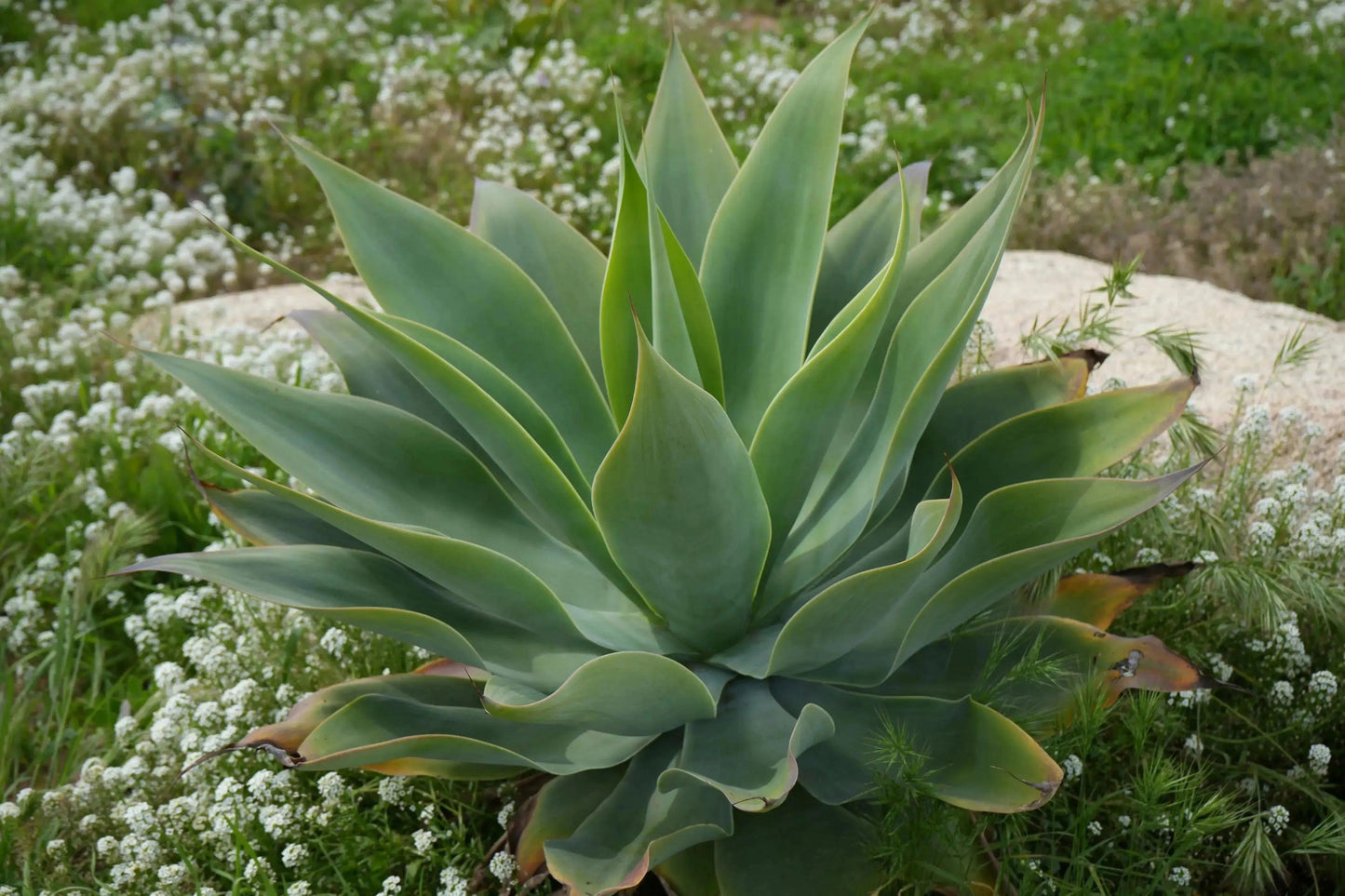 Agave Blue Flame: A Blazing Desert Beauty Succulent - Bonte Farm