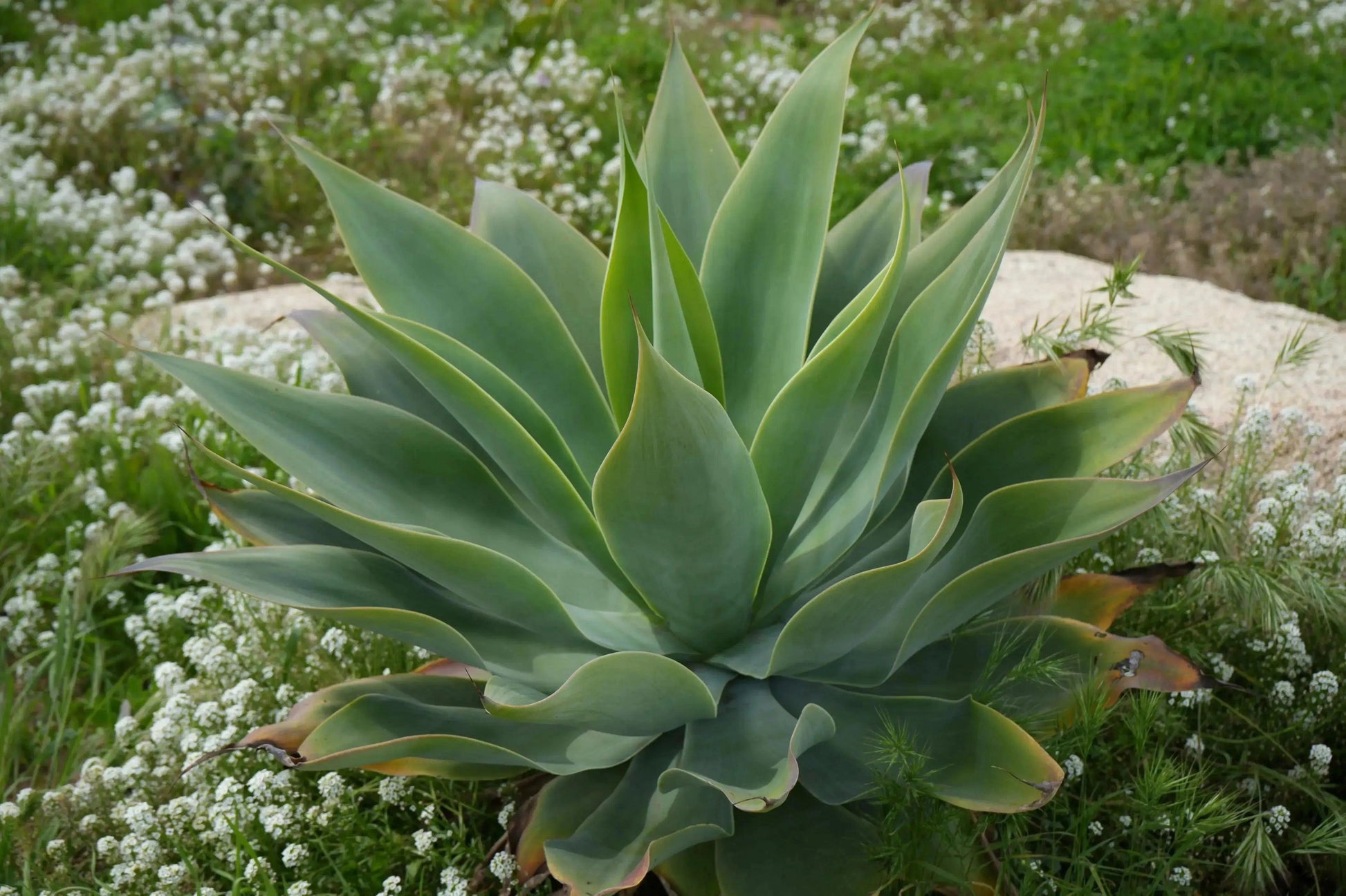 Agave Blue Flame: A Blazing Desert Beauty Succulent - Bonte Farm