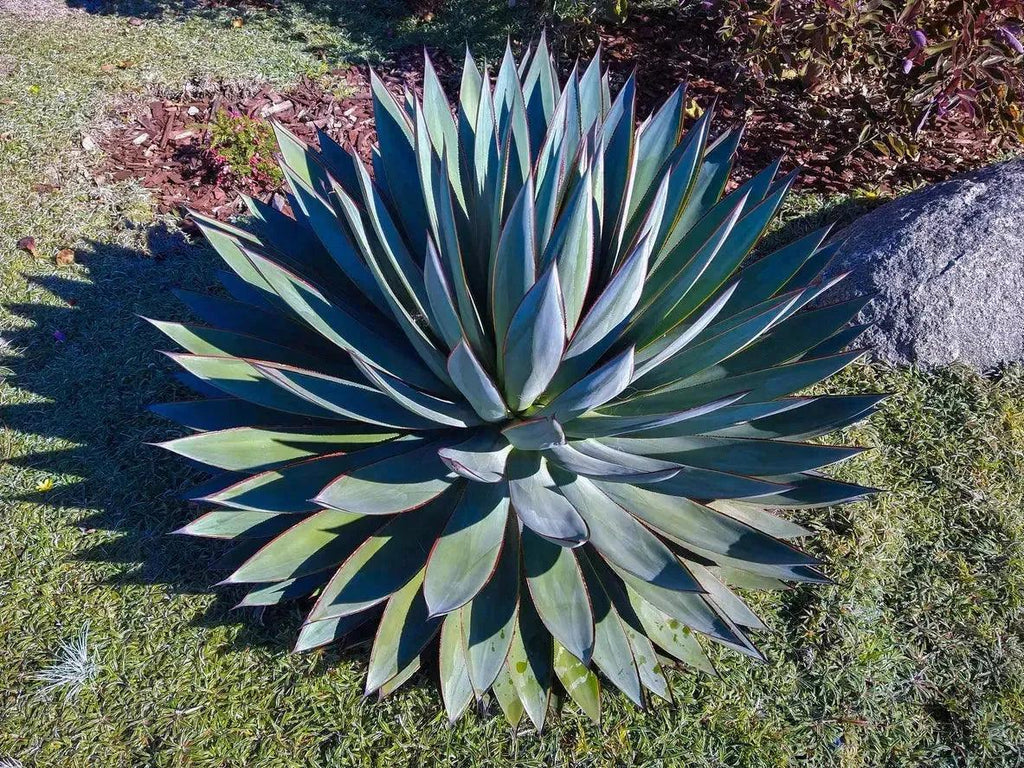 Blue Glow agave succulent with blue-green leaves and yellow edges in a garden.