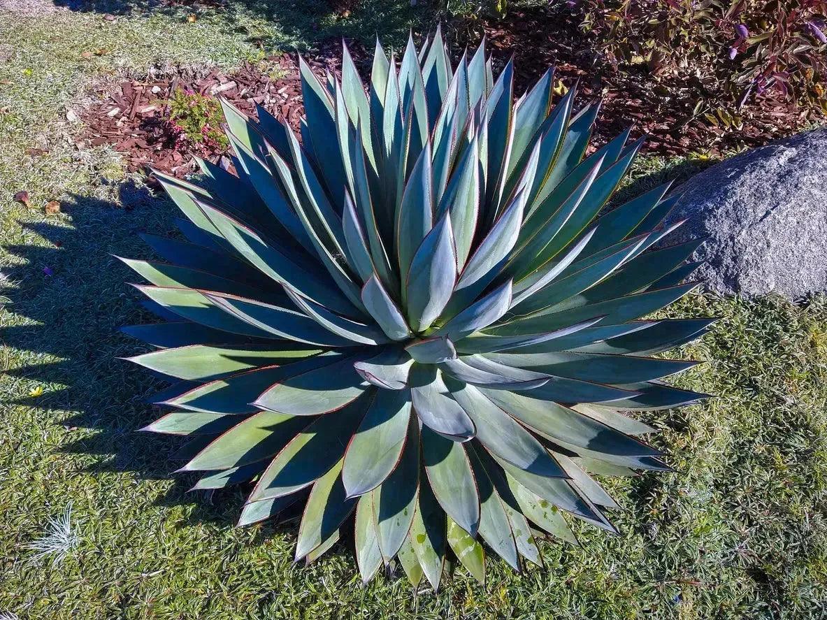 Agave Blue Glow: A Serene Splash of Color - Bonte Farm