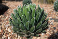 Agave victoriae-reginae succulent with white-striped leaves in a rocky garden bed