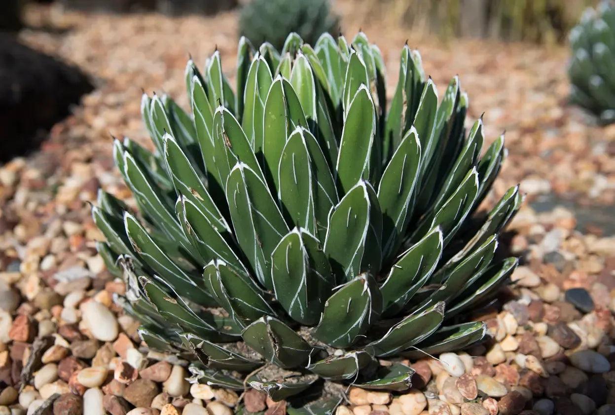 Agave victoriae-reginae: A Royal Succulent - Bonte Farm
