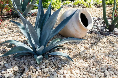 Agave americana succulent in a rocky, drought-tolerant garden beside a clay pot