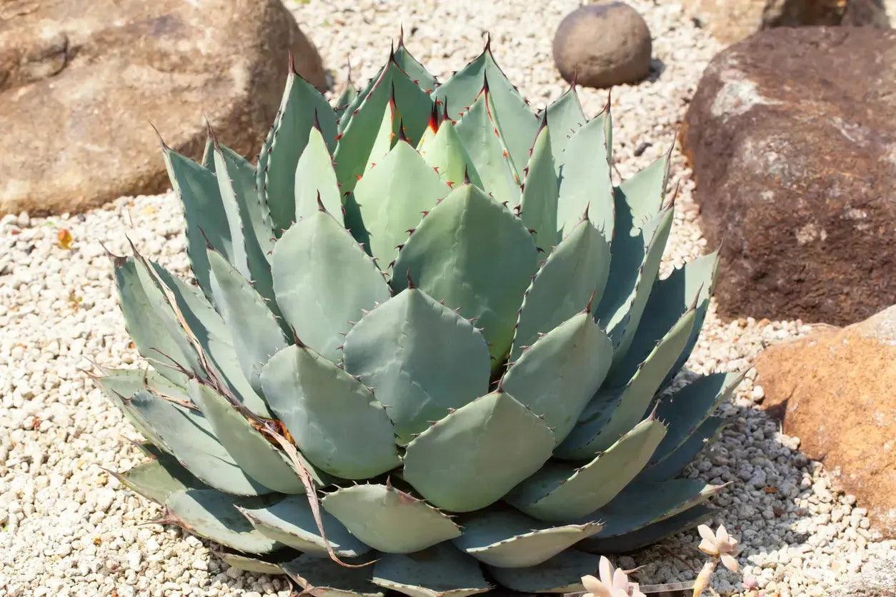 Artichoke agave with silver-gray leaves growing in a rocky, gravel succulent garden