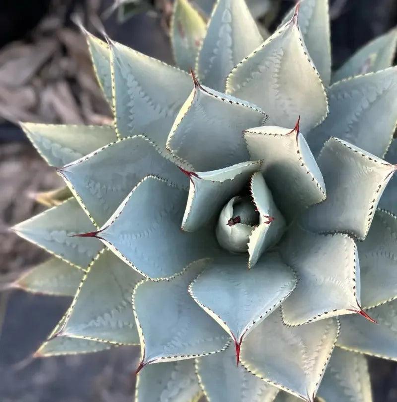 Agave pygmaea 'Dragon Toes': A Tiny, Mighty Succulent - Bonte Farm